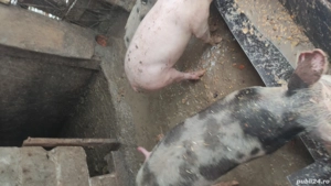 pureci de vanzare diferite mărimi rasă petriean cu landras  - imagine 2