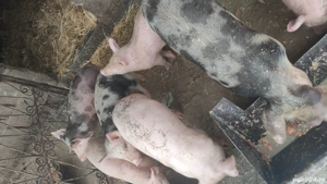 pureci de vanzare diferite mărimi rasă petriean cu landras 