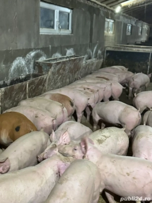 Purcei de vanzare !  - imagine 4