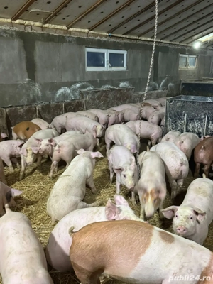 Purcei de vanzare !  - imagine 5