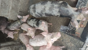 pureci de vanzare diferite mărimi rasă petriean cu landras  - imagine 4