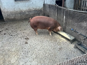 Vând porci 13 lei kg - imagine 5