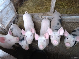 Purcei de vanzare  - imagine 3