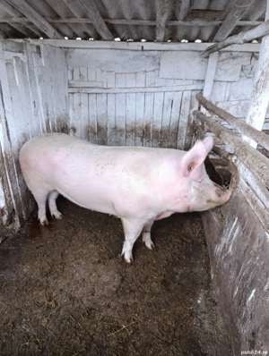 Porc sau jumătate porc 