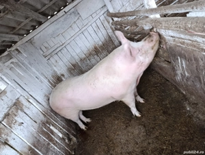 Porc sau jumătate porc  - imagine 2