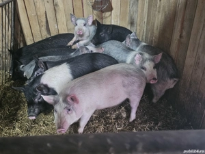 vând 10 soldani rasa de calitate de carne 40-45-50 kg 7 mascul castrați 3 femele   - imagine 4