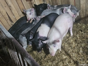 vând 10 soldani rasa de calitate de carne 40-45-50 kg 7 mascul castrați 3 femele   - imagine 2