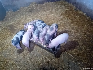 Vand 5 purcei marele alb si petrani de 7 saptamani - imagine 2