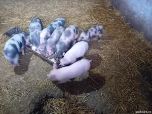 Vand 5 purcei marele alb si petrani de 7 saptamani - imagine 3