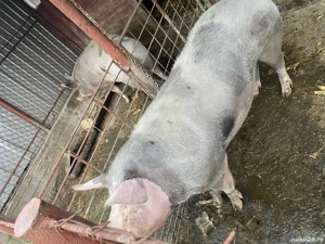 Porci pentru sacrificat  - imagine 2