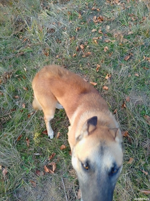 donez câine rasa maloinois  - imagine 2