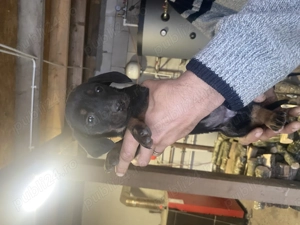 Vand pui Teleli - imagine 2