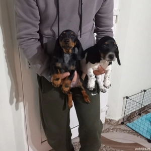 De vinzare teckel 2fetite si un baietel 