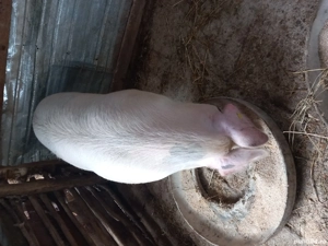porci  vânzare  greutate.200....230kg  - imagine 2