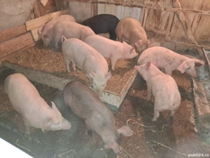 Vând purcei  - imagine 2