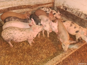 Vând purcei  - imagine 3