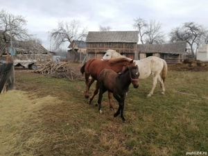 Super oferta! Vand iapa cu manza de 5 luni si un manz