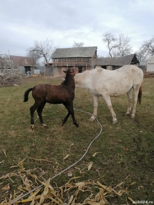 Super oferta! Vand iapa cu manza de 5 luni si un manz - imagine 3