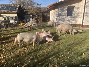 Vând Purceii în comuna pui 