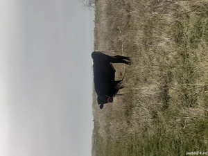 Vând Viața La prețul de 37000 RON  - imagine 2