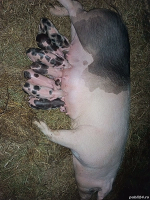 scroafă de vânzare  - imagine 3