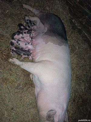 scroafă de vânzare  - imagine 4