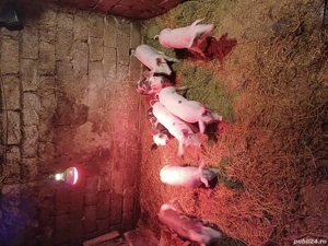 Vând purcei! - imagine 2