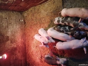 Vând purcei! - imagine 4