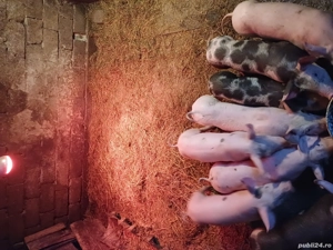 Vând purcei! - imagine 5