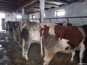 Vand vaci de lapte - imagine 3