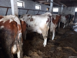 Vand vaci de lapte - imagine 4