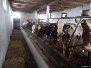 Vand vaci de lapte - imagine 2