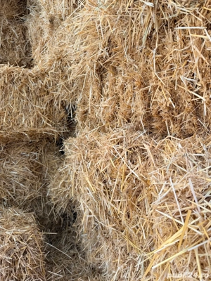 Vand Baloti de Paie - imagine 2