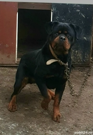 Câine frumos - imagine 2