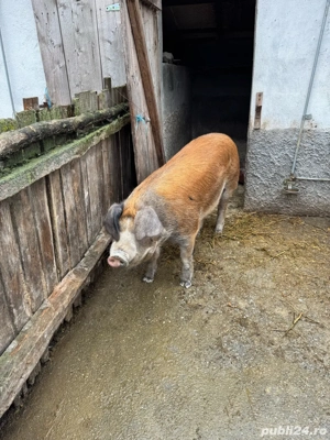 Scroafa pentru reproductie, rasa Duroc - imagine 3