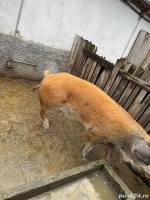 Scroafa pentru reproductie, rasa Duroc - imagine 4