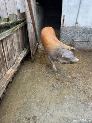 Scroafa pentru reproductie, rasa Duroc - imagine 2