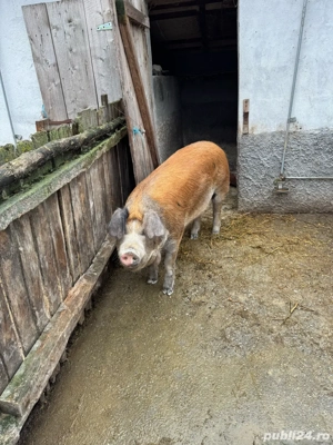 Scroafa pentru reproductie, rasa Duroc