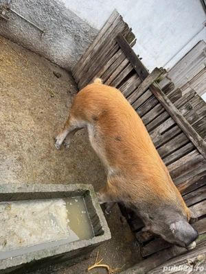 Scroafa pentru reproductie, rasa Duroc - imagine 5