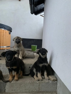 Catei ciobanesti germani lupi - imagine 4