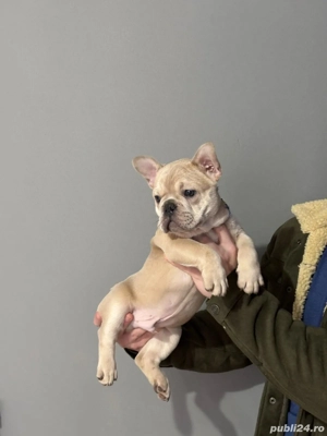 Bulldog de vanzare - imagine 2