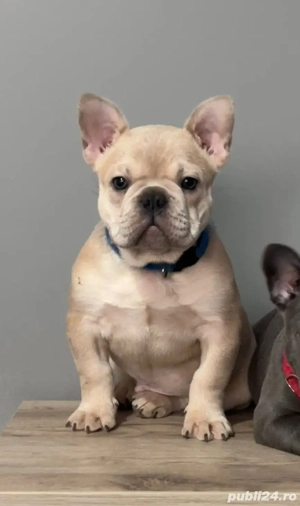 Bulldog de vanzare - imagine 3