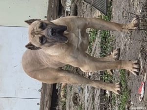 Mascul presa canario - imagine 2