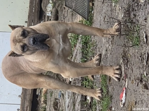 Mascul presa canario