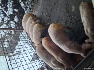 Vând purcei - imagine 3