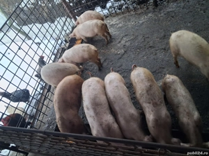 Vând purcei - imagine 2