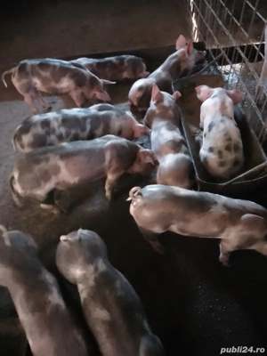 vând scroafe  - imagine 2