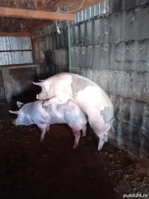 vând scroafe  - imagine 5