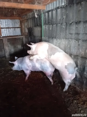 vând scroafe  - imagine 4