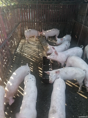 Purcei 50-70kg  - imagine 3